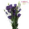 Lisianthus Purple : Wholesale Flowers : Floral Supplies