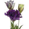 Lisianthus (Purple) : Wholesale Flowers : Floral Supplies