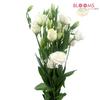 Lisianthus White : Wholesale Flowers : Floral Supplies