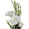 Lisianthus (White) : Wholesale Flowers : Floral Supplies