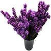 Liatris (Purple)  90cm : Wholesale Flowers : Floral Supplies