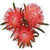 Protea Pin Cushion : Wholesale Flowers : Floral Supplies