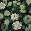 Queen Anne's Lace (White) : Wholesale Flowers : Floral Supplies