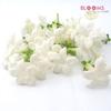 Stephanotis : Wholesale Flowers : Floral Supplies