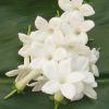 Stephanotis : Wholesale Flowers : Floral Supplies