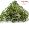 Wax Flower White : Wholesale Flowers : Floral Supplies