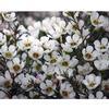 Wax Flower (White) : Wholesale Flowers : Floral Supplies