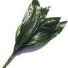 Aspidistra : Wholesale Flowers : Floral Supplies