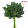 Arelya Foliage : Wholesale Flowers : Floral Supplies