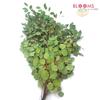 Eucalyptus Silver Dollar : Wholesale Flowers : Floral Supplies