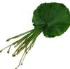 Galax : Wholesale Flowers : Floral Supplies