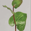 Galax : Wholesale Flowers : Floral Supplies