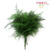 Plumosus Fern : Wholesale Flowers : Floral Supplies