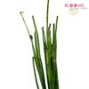 Horse Tail : Wholesale Flowers : Floral Supplies