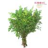 Huck : Wholesale Flowers : Floral Supplies