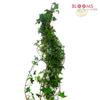 Ivy (Green) : Wholesale Flowers : Floral Supplies