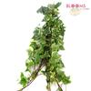Ivy (Variegated) : Wholesale Flowers : Floral Supplies