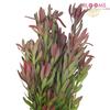 Leucadendron : Wholesale Flowers : Floral Supplies