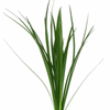 Lily Grass (Green) : Wholesale Flowers : Floral Supplies