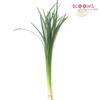 Lily Grass Green : Wholesale Flowers : Floral Supplies