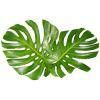 Monstera : Wholesale Flowers : Floral Supplies