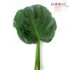 Monstera : Wholesale Flowers : Floral Supplies