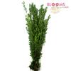 Myrtle : Wholesale Flowers : Floral Supplies