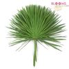 Palmetto : Wholesale Flowers : Floral Supplies