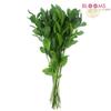 Israeli Ruscus Green  : Wholesale Flowers : Floral Supplies