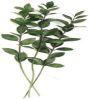 Israeli Ruscus (Green)  : Wholesale Flowers : Floral Supplies