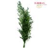 Italian Ruscus Green : Wholesale Flowers : Floral Supplies