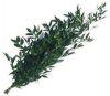 Italian Ruscus (Green) : Wholesale Flowers : Floral Supplies