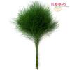 Tree Fern : Wholesale Flowers : Floral Supplies
