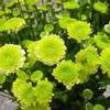 Pompon Button (Green) : Wholesale Flowers : Floral Supplies