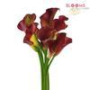 Calla Lily Mini Burgundy : Wholesale Flowers : Floral Supplies