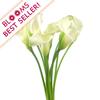 Calla Lily Mini White : Wholesale Flowers : Floral Supplies