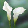 Calla Lily Mini (White) : Wholesale Flowers : Floral Supplies