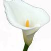 Calla Lily Open Cut (White) : Wholesale Flowers : Floral Supplies
