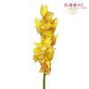 Cymbidium Spray Assorted Colors : Wholesale Flowers : Floral Supplies
