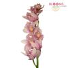 Cymbidium Orchid Spray Pink : Wholesale Flowers : Floral Supplies