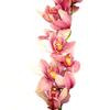 Cymbidium Orchid Spray (Pink) : Wholesale Flowers : Floral Supplies