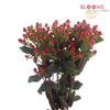 Hypericum Excellent Flair : Wholesale Flowers : Floral Supplies