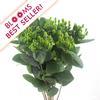 Hypericum (Green) : Wholesale Flowers : Floral Supplies