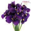 Iris Purple : Wholesale Flowers : Floral Supplies