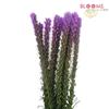 Liatris Purple  : Wholesale Flowers : Floral Supplies
