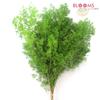 Ming Fern : Wholesale Flowers : Floral Supplies