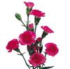 Mini Carnations Hot Pink : Wholesale Flowers : Floral Supplies