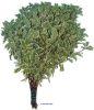 Pittosporum Nigra Variegated : Wholesale Flowers : Floral Supplies