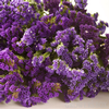 Statice (Purple) : Wholesale Flowers : Floral Supplies