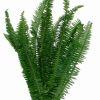 Sword Fern : Wholesale Flowers : Floral Supplies